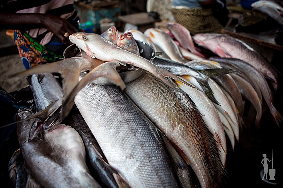 Uganda Seeks To Regulate Fish Maw Trade Commodity Port