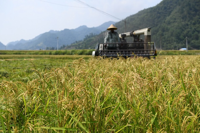 Africa Rice Center launches new project to improve food security ...