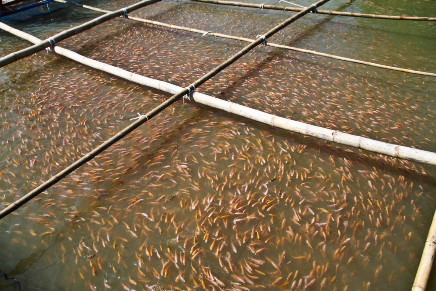 As aquaculture booms, it’s consuming more fish than it produces ...