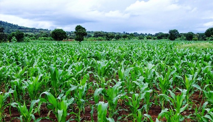 How Nigeria can turn maize production to revenue spinner – DFID ...