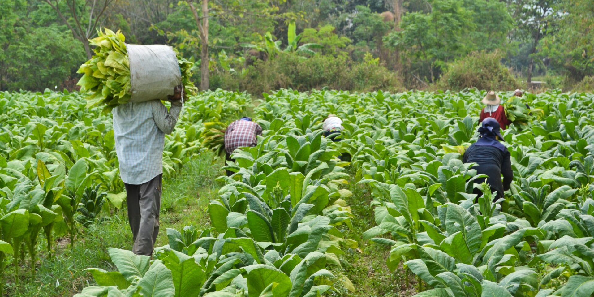 the-tobacco-farmers-chasing-a-sweeter-crop-commodity-port