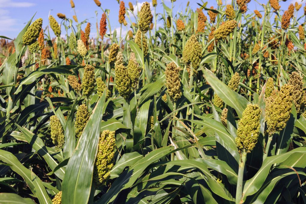 Nigeria to begin export of sorghum — Crops Institute - Commodity Port